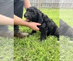 Small Photo #3 Bernedoodle Puppy For Sale in WACO, TX, USA