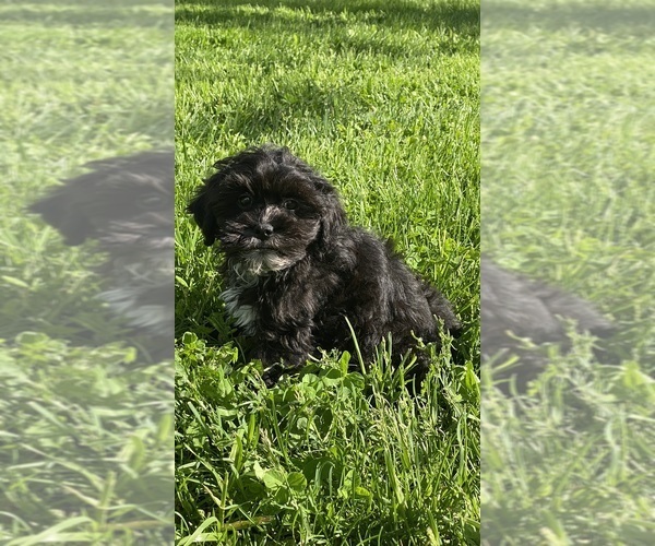 Medium Photo #3 ShihPoo Puppy For Sale in CANOGA, NY, USA