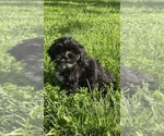 Small #2 ShihPoo