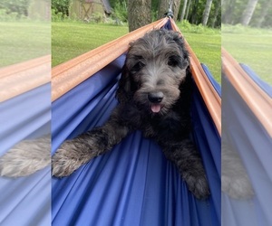 Medium Goldendoodle