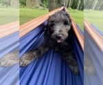 Puppy Lily Goldendoodle