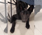 Small #1 German Shepherd Dog