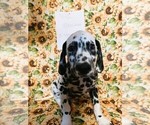 Small Photo #3 Dalmatian Puppy For Sale in INDIANAPOLIS, IN, USA