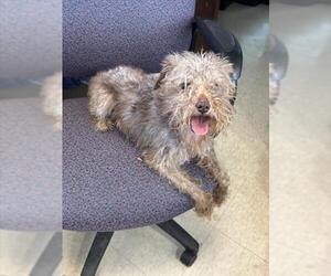- Mix Dogs for adoption in Plano, TX, USA