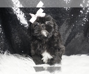 Shih Tzu Puppy for sale in WARSAW, IN, USA
