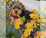 Small Yorkshire Terrier