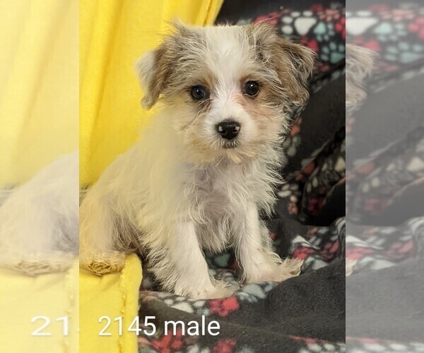 Medium Photo #6 Poodle (Toy)-Yorkshire Terrier Mix Puppy For Sale in CLARE, IL, USA