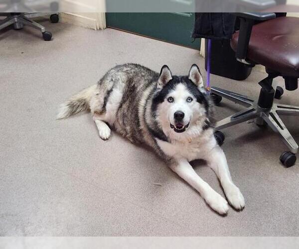 Medium Photo #1 Alaskan Malamute Puppy For Sale in Pasadena, CA, USA