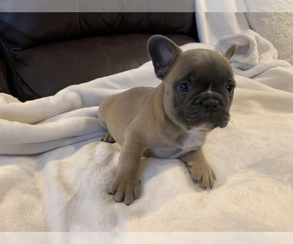 Medium Photo #11 French Bulldog Puppy For Sale in JOHNS ISLAND, SC, USA