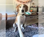 Hank - Male American Foxhound Dog for Adoption - Small photo