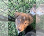 Small Photo #27 Miniature Australian Shepherd Puppy For Sale in BETHANY, IL, USA