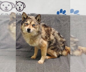 Pomeranian Dogs for adoption in Lake City, MI, USA