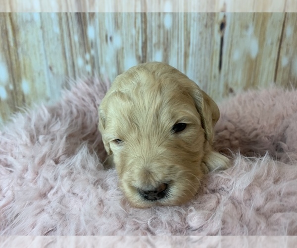 Medium Photo #13 Goldendoodle Puppy For Sale in CONCORD, NC, USA