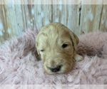 Small Photo #13 Goldendoodle Puppy For Sale in CONCORD, NC, USA