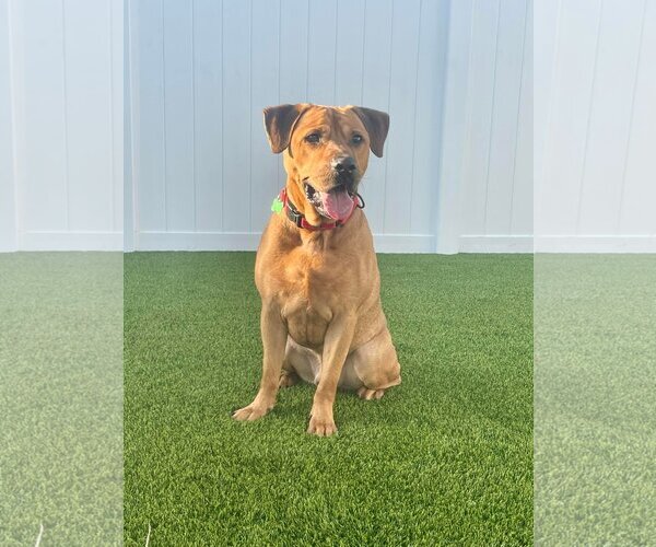 Medium Photo #24 Labrador Retriever-Unknown Mix Puppy For Sale in Pompano Beach , FL, USA