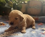 Puppy Puppy 9 Black Golden Retriever