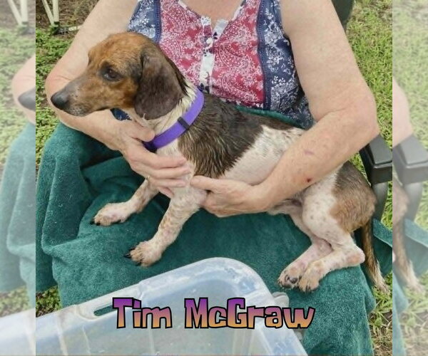 Medium Photo #11 Dachshund Puppy For Sale in San Antonio, TX, USA