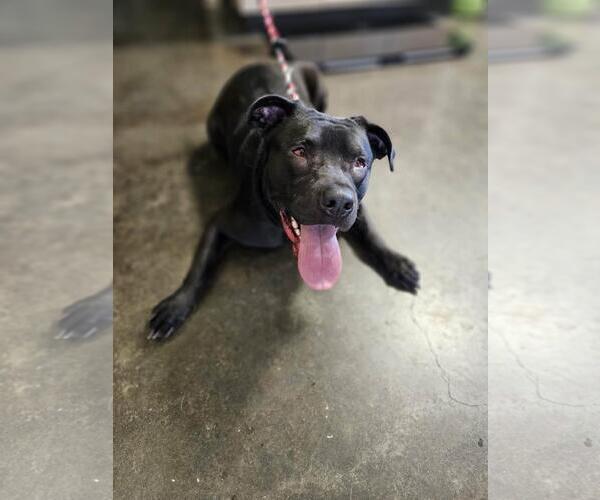 Medium Photo #1 Labrador Retriever-Unknown Mix Puppy For Sale in Rockwall, TX, USA