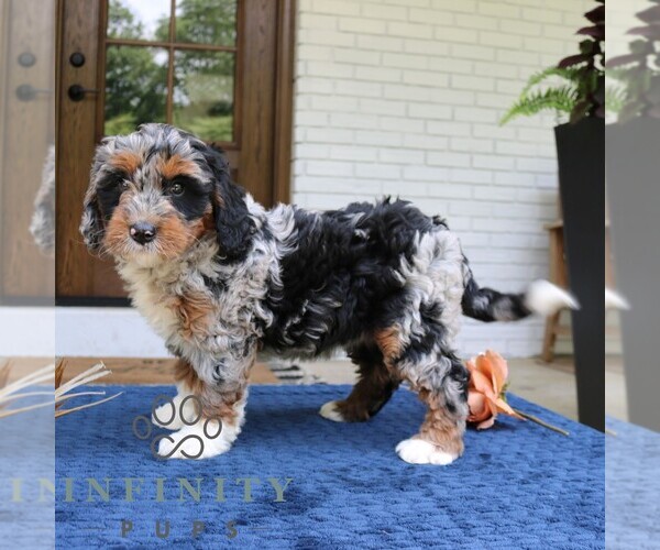 Medium Photo #1 Bernedoodle (Miniature) Puppy For Sale in NARVON, PA, USA