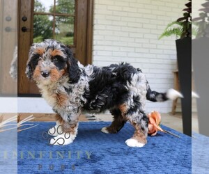 Bernedoodle (Miniature) Puppy for sale in NARVON, PA, USA