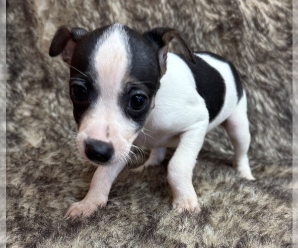 Medium Photo #4 Rat Terrier Puppy For Sale in WHITAKERS, NC, USA