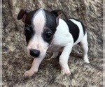 Small #3 Rat Terrier