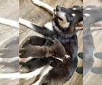 Small #1 Alaskan Husky