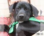 Small #1 Labrador Retriever Mix