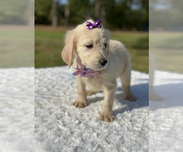 Medium Photo #14 Goldendoodle Puppy For Sale in FROSTPROOF, FL, USA
