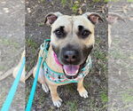 Small #4 American Staffordshire Terrier Mix