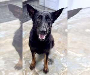 Mutt Dogs for adoption in Shelburne, VT, USA