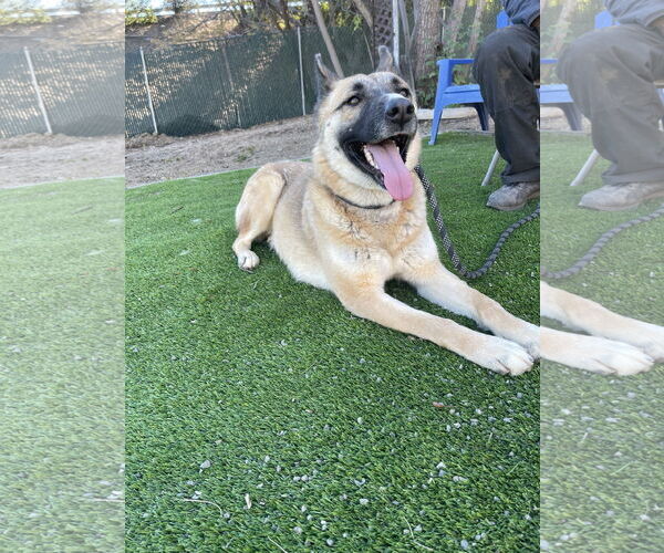 Medium Photo #6 Mutt Puppy For Sale in Woodland Hills, CA, USA