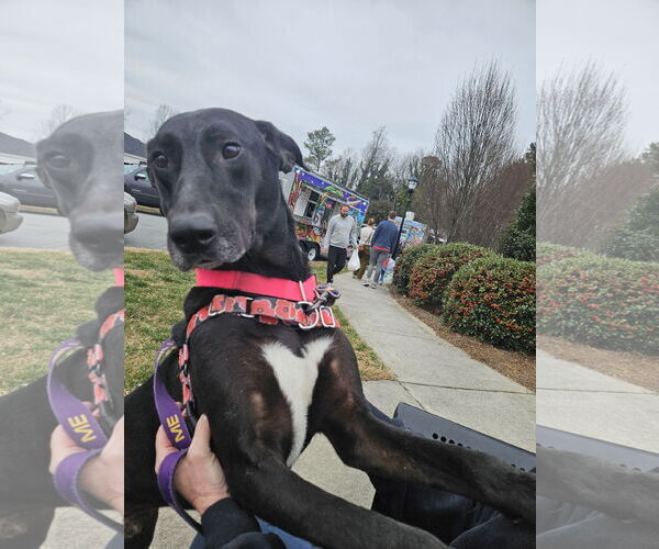 Medium Photo #2 Great Dane-Labrador Retriever Mix Puppy For Sale in Thomasville, NC, USA