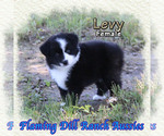 Puppy Levy Miniature Australian Shepherd