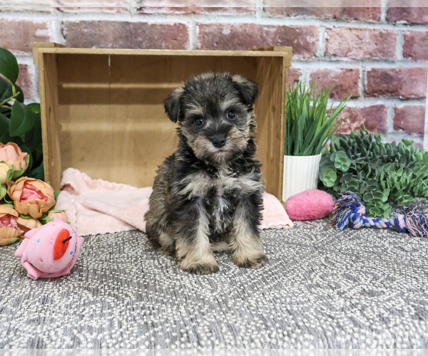 Medium Photo #6 Schnauzer (Miniature) Puppy For Sale in SYRACUSE, IN, USA