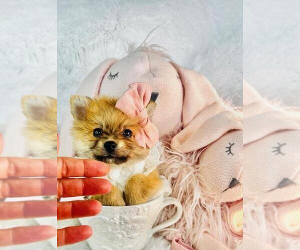 Medium Photo #7 Pomeranian Puppy For Sale in HOUSTON, TX, USA