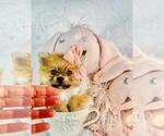 Small #6 Pomeranian