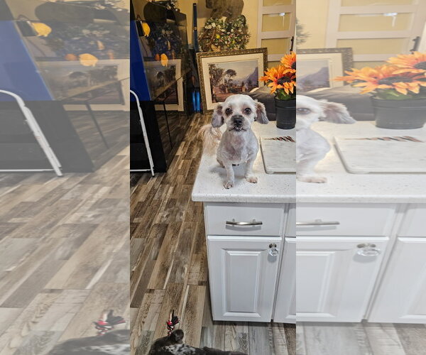 Medium Photo #3 Shih Tzu-Unknown Mix Puppy For Sale in Oakhurst, NJ, USA