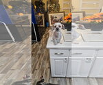 Small #2 Shih Tzu Mix