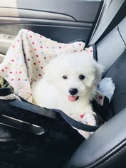 Bichon Frise Puppy for sale in KISSIMMEE, FL, USA