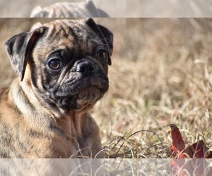 Pug Puppy for sale in PALM COAST, FL, USA