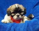Small Photo #8 Lhasa Apso Puppy For Sale in BUFFALO, MO, USA