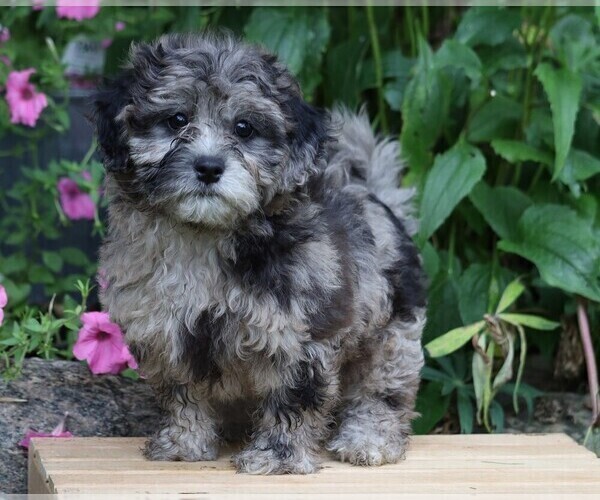 Medium Photo #1 Shih-Poo Puppy For Sale in FREDERICKSBG, OH, USA