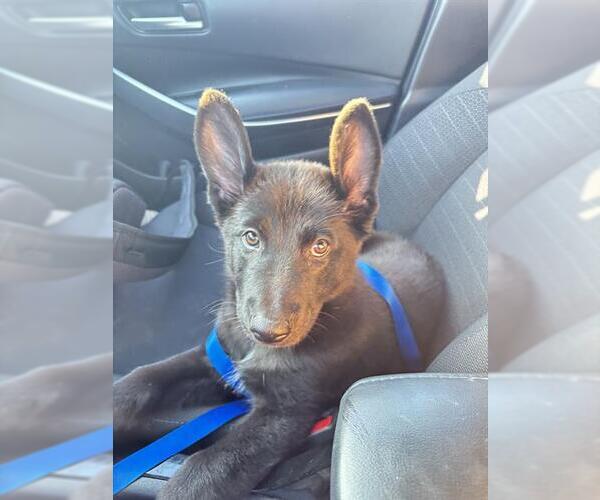 Medium Photo #1 German Shepherd Dog-Unknown Mix Puppy For Sale in San Antonio, TX, USA
