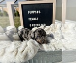 Small Photo #3 Dachshund Puppy For Sale in CONCORDIA, MO, USA