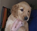 Puppy Navy Golden Irish-Golden Retriever Mix