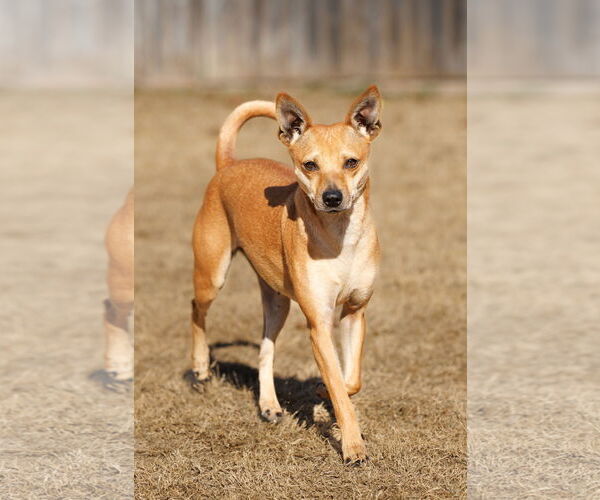 Medium Photo #12 Chihuahua-Unknown Mix Puppy For Sale in McKinney, TX, USA
