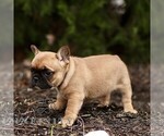 Small #3 French Bulldog