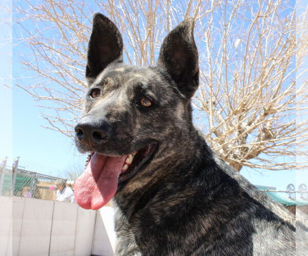 Medium Photo #11 - Mix Puppy For Sale in Apple Valley, CA, USA
