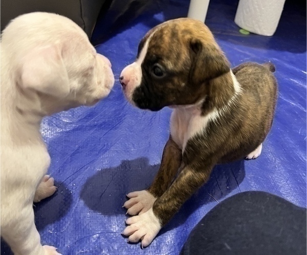 Medium Photo #12 Boxer Puppy For Sale in EAST FISHKILL, NY, USA